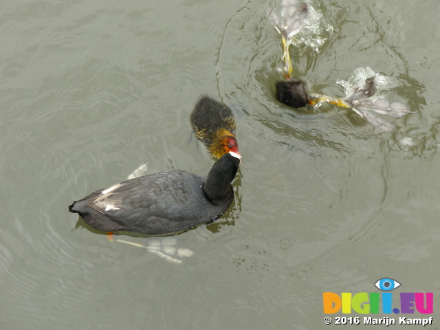 FZ030144 Coot diving and chicks (Fulica atra)